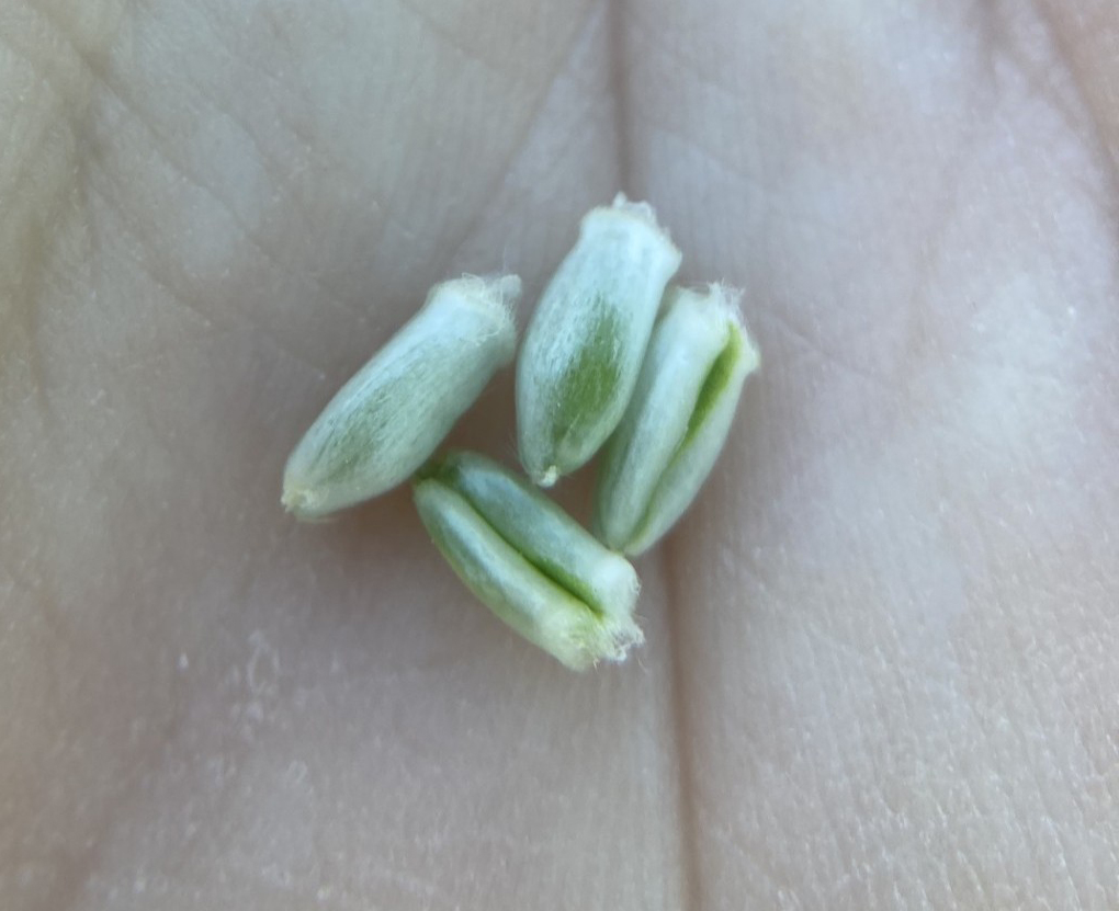 Wheat kernels in a hand.